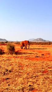 Kenya Safari from Diani